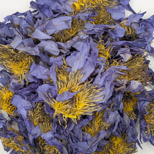 Dried whole blue lotus flower by Astral Herbal on a white background.
