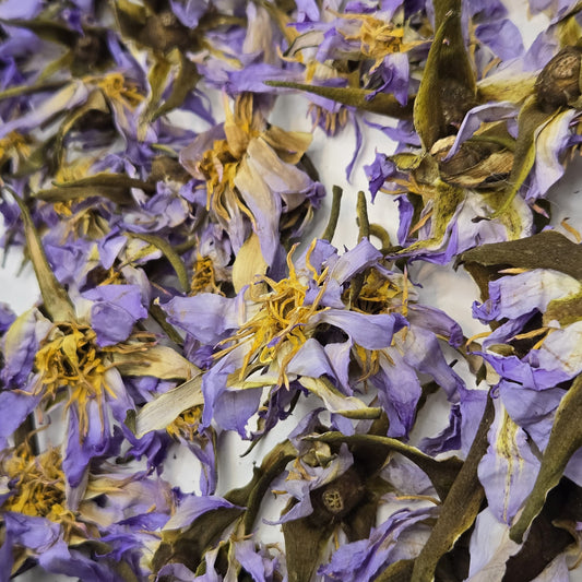 Authentic True Egyptian Blue Lotus Nymphaea caerulea