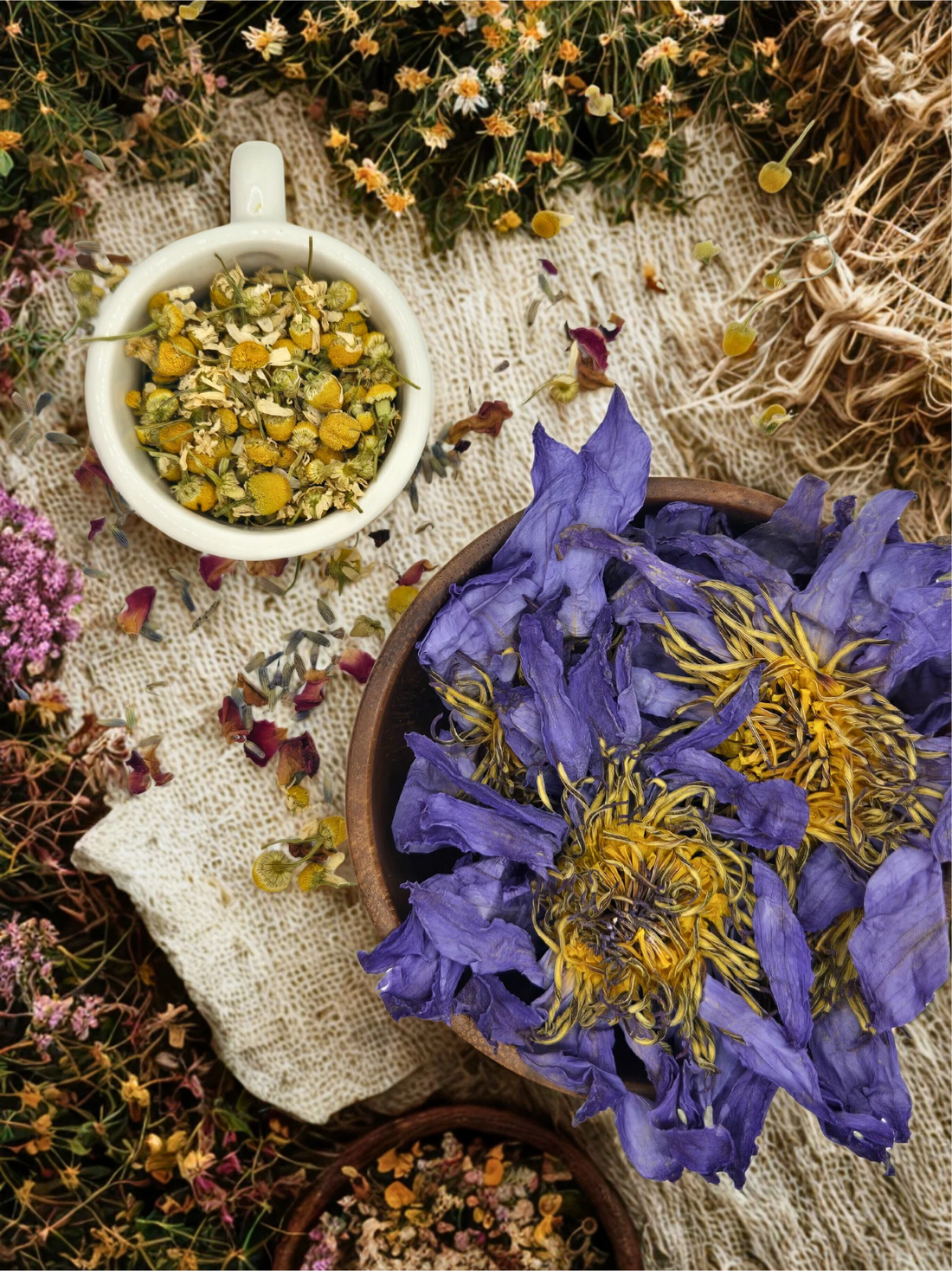 Blue Lotus - History and Uses