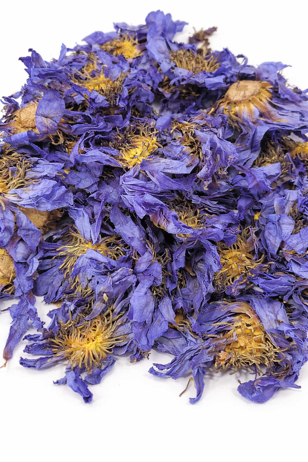 Close-up of dried blue lotus flowers with yellow centers on a white background