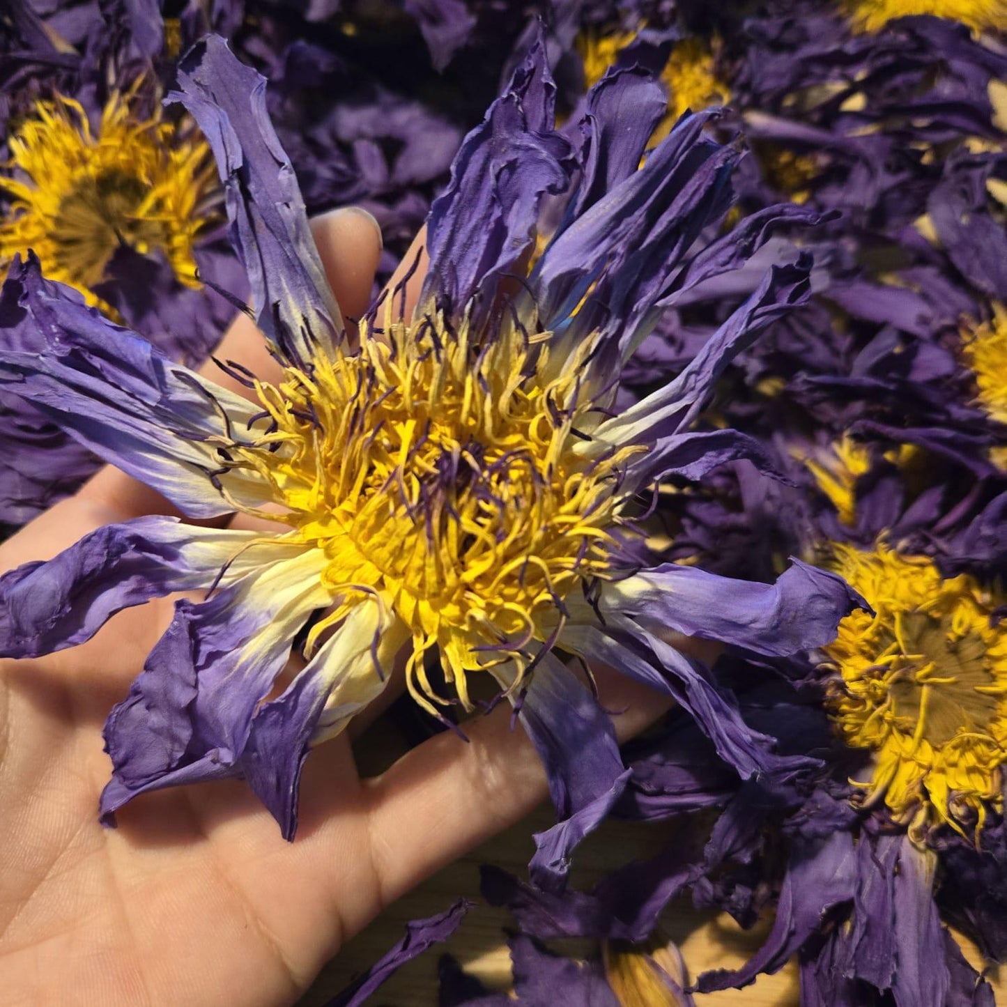 Blue Lotus Whole Flower