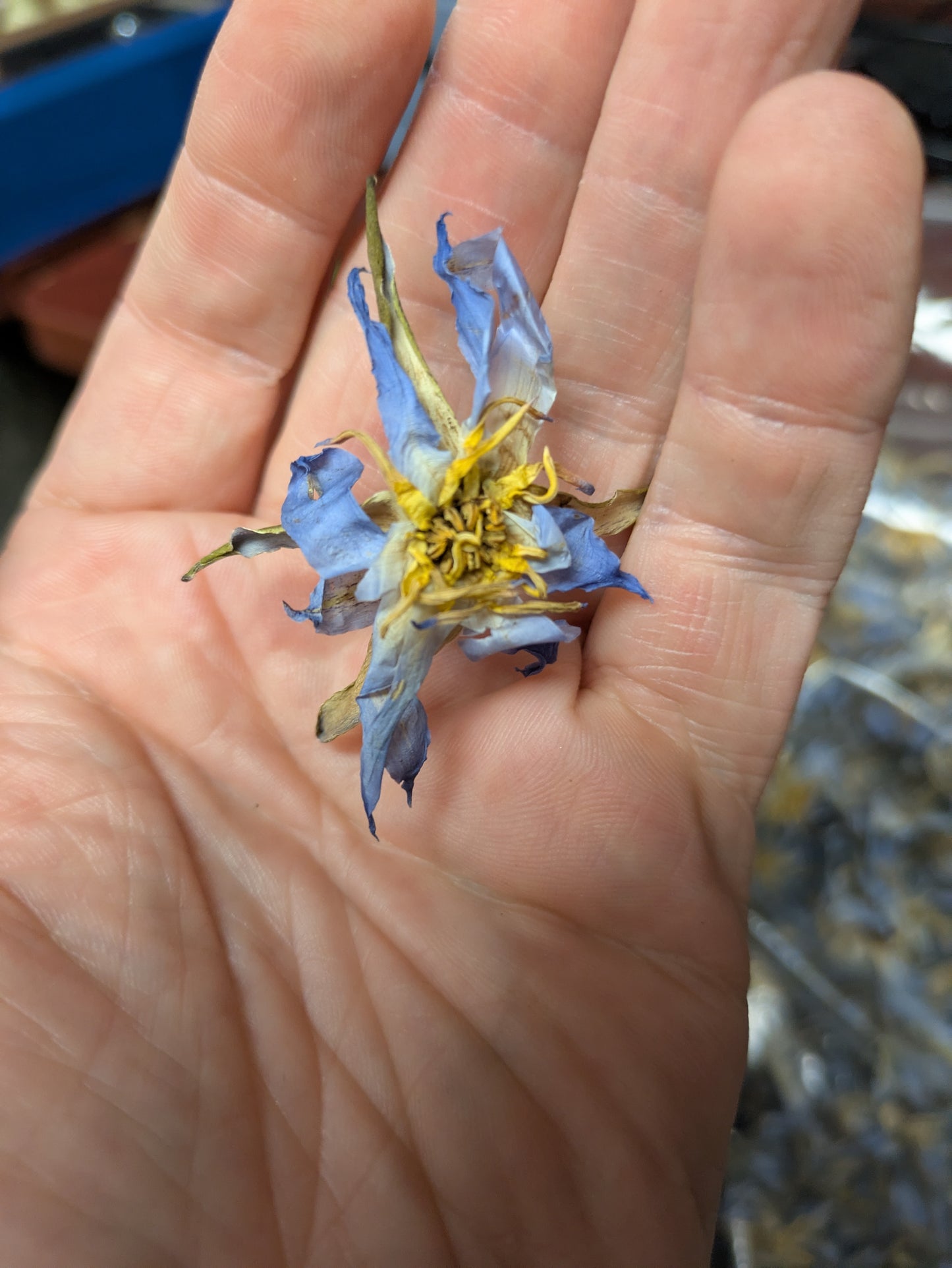 Authentic True Egyptian Blue Lotus Nymphaea caerulea