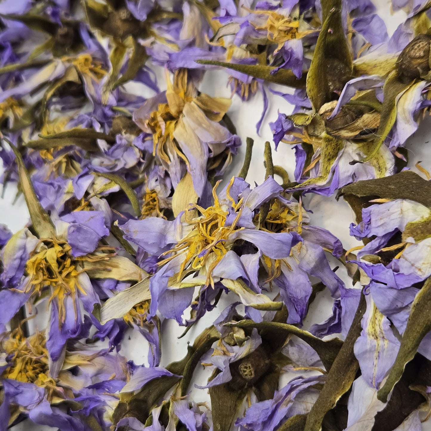 Authentic True Egyptian Blue Lotus Nymphaea caerulea