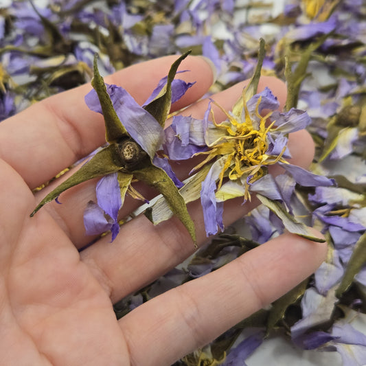 Authentic True Egyptian Blue Lotus Nymphaea caerulea